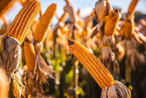 A semente híbrida de milho é altamente responsiva para doenças e tem como característica uma janela de plantio mais ampla. Foto Jackson Ciceri/ExpoRevista.