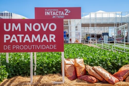 Manejo com o Xtend® Herbicidas entrega ótima eficiência no controle de plantas daninhas de folhas largas – como buva, caruru, corda-de-viola e picão-preto. Foto Jackson Ciceri/ExpoRevista.