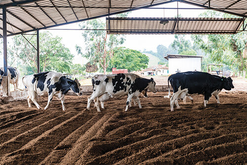 Compost Barn
