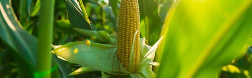 selective-focus-picture-corn-cob-organic-corn-field