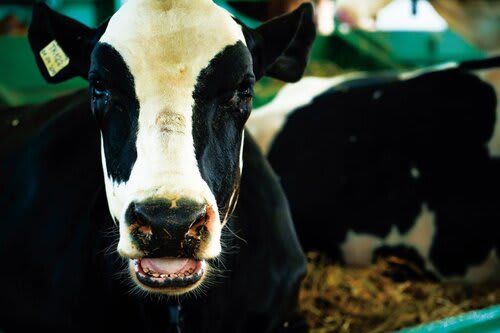 Sistema de monitoramento de vacas e robô ordenha são novidades da empresa (Choks/Divulgação)