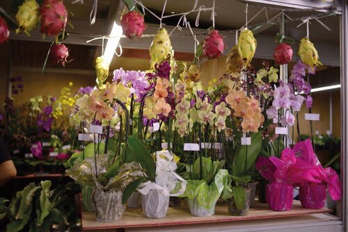 Estande do Orquidário Pebi na Expodireto. Foto Choks/Divulgação